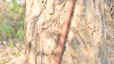 Başka bir ağaç gövdesinde büyüyen Ficus Reliosa ağacı. Tohumları ağaçların boşluğunda filizlenir ve yavaşça tüm ağacı kaplar. Diğer adı Bodhi Ağacı, Pippala Ağacı, Peepul Ağacı....