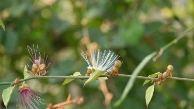 CapParis spinosa çiçekleri. Yaygın isimleri Wyjeelah, Nipang Creeper, Capparis Lasiantha, Flinders Roseand ve Bush Caper. Yaban Çiçeği.