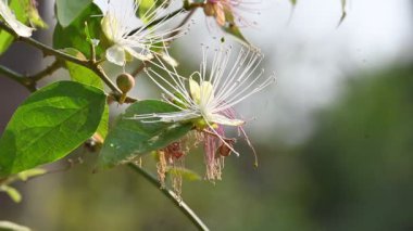 CapParis spinosa çiçekleri. Yaygın isimleri Wyjeelah, Nipang Creeper, Capparis Lasiantha, Flinders Roseand ve Bush Caper. Yaban Çiçeği.