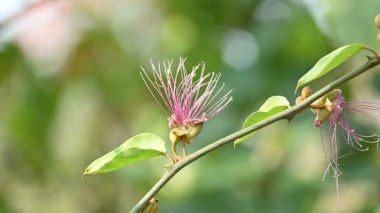 CapParis spinosa çiçekleri. Yaygın isimleri Wyjeelah, Nipang Creeper, Capparis Lasiantha, Flinders Roseand ve Bush Caper. Yaban Çiçeği.