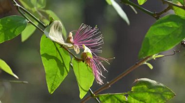CapParis spinosa çiçekleri. Yaygın isimleri Wyjeelah, Nipang Creeper, Capparis Lasiantha, Flinders Roseand ve Bush Caper. Yaban Çiçeği.