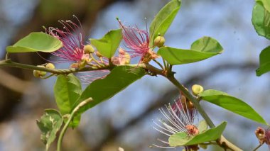 CapParis spinosa çiçekleri. Yaygın isimleri Wyjeelah, Nipang Creeper, Capparis Lasiantha, Flinders Roseand ve Bush Caper. Yaban Çiçeği.