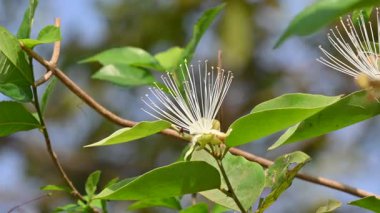 CapParis spinosa çiçekleri. Yaygın isimleri Wyjeelah, Nipang Creeper, Capparis Lasiantha, Flinders Roseand ve Bush Caper. Yaban Çiçeği.