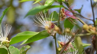 CapParis spinosa çiçekleri. Yaygın isimleri Wyjeelah, Nipang Creeper, Capparis Lasiantha, Flinders Roseand ve Bush Caper. Yaban Çiçeği.