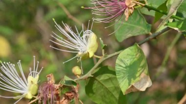 CapParis spinosa çiçekleri. Yaygın isimleri Wyjeelah, Nipang Creeper, Capparis Lasiantha, Flinders Roseand ve Bush Caper. Yaban Çiçeği.