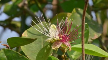 CapParis spinosa çiçekleri. Yaygın isimleri Wyjeelah, Nipang Creeper, Capparis Lasiantha, Flinders Roseand ve Bush Caper. Yaban Çiçeği.