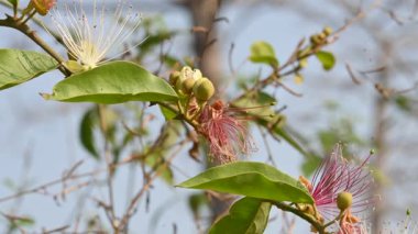 CapParis spinosa çiçekleri. Yaygın isimleri Wyjeelah, Nipang Creeper, Capparis Lasiantha, Flinders Roseand ve Bush Caper. Yaban Çiçeği.