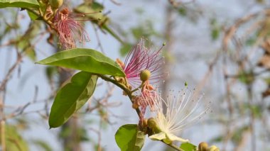 CapParis spinosa çiçekleri. Yaygın isimleri Wyjeelah, Nipang Creeper, Capparis Lasiantha, Flinders Roseand ve Bush Caper. Yaban Çiçeği.