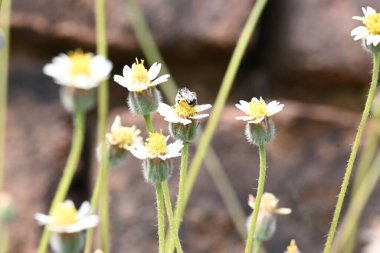 Tridax çiçekleri teşvik eder. Yaygın olarak kullanılan adları kaplama düğmeleri, tridax papatya, Dagdi pala ve Nuke noh grass. Bu, papatya familyasından bir bitki türü.. 