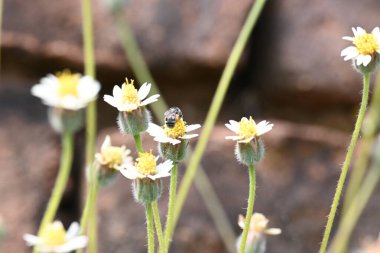 Tridax çiçekleri teşvik eder. Yaygın olarak kullanılan adları kaplama düğmeleri, tridax papatya, Dagdi pala ve Nuke noh grass. Bu, papatya familyasından bir bitki türü.. 