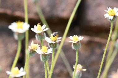 Tridax çiçekleri teşvik eder. Yaygın olarak kullanılan adları kaplama düğmeleri, tridax papatya, Dagdi pala ve Nuke noh grass. Bu, papatya familyasından bir bitki türü.. 