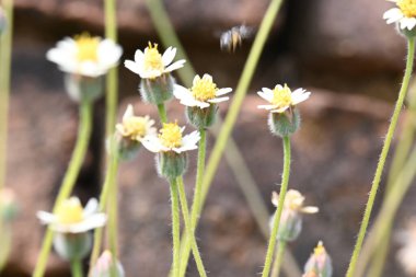 Tridax çiçekleri teşvik eder. Yaygın olarak kullanılan adları kaplama düğmeleri, tridax papatya, Dagdi pala ve Nuke noh grass. Bu, papatya familyasından bir bitki türü.. 