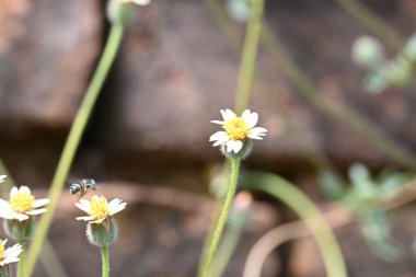 Tridax çiçekleri teşvik eder. Yaygın olarak kullanılan adları kaplama düğmeleri, tridax papatya, Dagdi pala ve Nuke noh grass. Bu, papatya familyasından bir bitki türü.. 