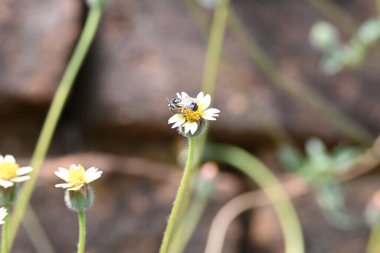 Tridax çiçekleri teşvik eder. Yaygın olarak kullanılan adları kaplama düğmeleri, tridax papatya, Dagdi pala ve Nuke noh grass. Bu, papatya familyasından bir bitki türü.. 