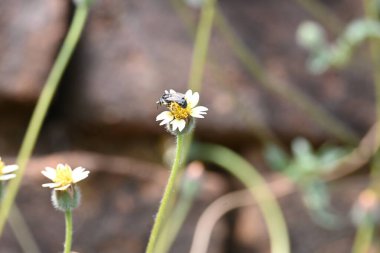 Tridax çiçekleri teşvik eder. Yaygın olarak kullanılan adları kaplama düğmeleri, tridax papatya, Dagdi pala ve Nuke noh grass. Bu, papatya familyasından bir bitki türü.. 