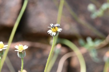 Tridax çiçekleri teşvik eder. Yaygın olarak kullanılan adları kaplama düğmeleri, tridax papatya, Dagdi pala ve Nuke noh grass. Bu, papatya familyasından bir bitki türü.. 