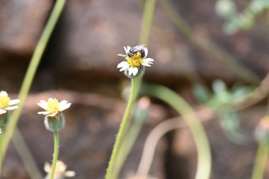 Tridax çiçekleri teşvik eder. Yaygın olarak kullanılan adları kaplama düğmeleri, tridax papatya, Dagdi pala ve Nuke noh grass. Bu, papatya familyasından bir bitki türü.. 