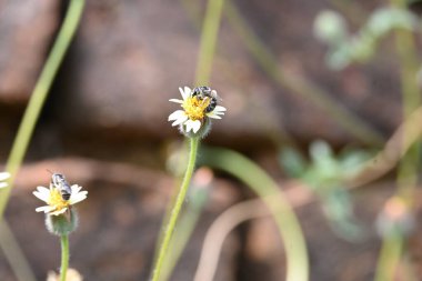 Tridax çiçekleri teşvik eder. Yaygın olarak kullanılan adları kaplama düğmeleri, tridax papatya, Dagdi pala ve Nuke noh grass. Bu, papatya familyasından bir bitki türü.. 