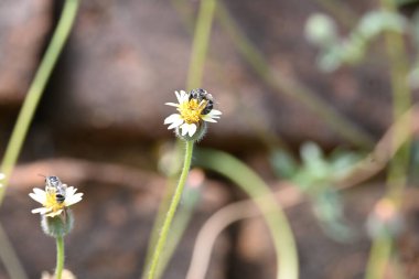 Tridax çiçekleri teşvik eder. Yaygın olarak kullanılan adları kaplama düğmeleri, tridax papatya, Dagdi pala ve Nuke noh grass. Bu, papatya familyasından bir bitki türü.. 