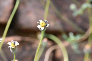 Tridax çiçekleri teşvik eder. Yaygın olarak kullanılan adları kaplama düğmeleri, tridax papatya, Dagdi pala ve Nuke noh grass. Bu, papatya familyasından bir bitki türü.. 