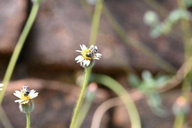 Tridax çiçekleri teşvik eder. Yaygın olarak kullanılan adları kaplama düğmeleri, tridax papatya, Dagdi pala ve Nuke noh grass. Bu, papatya familyasından bir bitki türü.. 