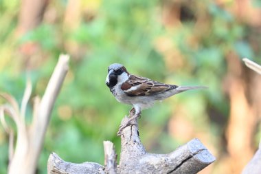 Serçe. Diğer adı Passer domesticus ve Indian House serçesi. Bu papağan familyasından bir kuş, dünyanın pek çok yerinde bulunur.. 