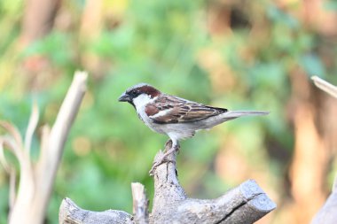 Serçe. Diğer adı Passer domesticus ve Indian House serçesi. Bu papağan familyasından bir kuş, dünyanın pek çok yerinde bulunur.. 