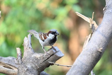 Serçe. Diğer adı Passer domesticus ve Indian House serçesi. Bu papağan familyasından bir kuş, dünyanın pek çok yerinde bulunur.. 