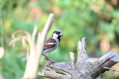 Serçe. Diğer adı Passer domesticus ve Indian House serçesi. Bu papağan familyasından bir kuş, dünyanın pek çok yerinde bulunur.. 