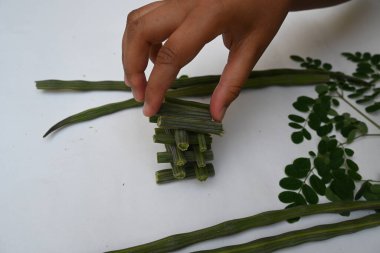 Moringa oleifera ya da beyaz arka planda baget kapsülleri. Bu bir Moringaceae aile ağacı. Diğer adları Moringa, yabanturpu, ve Ben yağı ve benzolive. Popüler bir sebzedir..