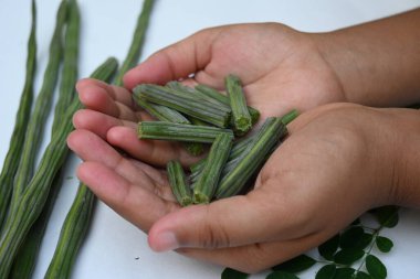Moringa oleifera ya da beyaz arka planda baget kapsülleri. Bu bir Moringaceae aile ağacı. Diğer adları Moringa, yabanturpu, ve Ben yağı ve benzolive. Popüler bir sebzedir..