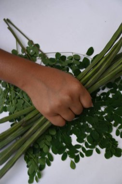 Moringa oleifera ya da beyaz arka planda baget kapsülleri. Bu bir Moringaceae aile ağacı. Diğer adları Moringa, yabanturpu, ve Ben yağı ve benzolive. Popüler bir sebzedir..