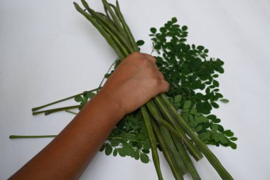 Moringa oleifera ya da beyaz arka planda baget kapsülleri. Bu bir Moringaceae aile ağacı. Diğer adları Moringa, yabanturpu, ve Ben yağı ve benzolive. Popüler bir sebzedir..