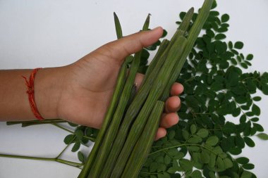 Moringa oleifera ya da beyaz arka planda baget kapsülleri. Bu bir Moringaceae aile ağacı. Diğer adları Moringa, yabanturpu, ve Ben yağı ve benzolive. Popüler bir sebzedir..