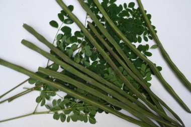 Moringa oleifera ya da beyaz arka planda baget kapsülleri. Bu bir Moringaceae aile ağacı. Diğer adları Moringa, yabanturpu, ve Ben yağı ve benzolive. Popüler bir sebzedir..