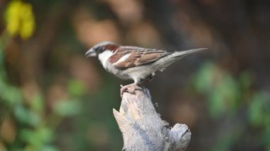 Serçe. Diğer adı Passer domesticus ve Indian House serçesi. Bu papağan familyasından bir kuş, dünyanın pek çok yerinde bulunur. Yavaş çekim videosu. 