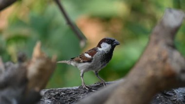 Serçe. Diğer adı Passer domesticus ve Indian House serçesi. Bu papağan familyasından bir kuş, dünyanın pek çok yerinde bulunur. Yavaş çekim videosu. 