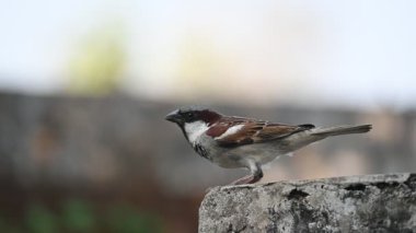 Serçe. Diğer adı Passer domesticus ve Indian House serçesi. Bu papağan familyasından bir kuş, dünyanın pek çok yerinde bulunur. Yavaş çekim videosu. 