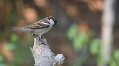 Serçe. Diğer adı Passer domesticus ve Indian House serçesi. Bu papağan familyasından bir kuş, dünyanın pek çok yerinde bulunur. Yavaş çekim videosu. 