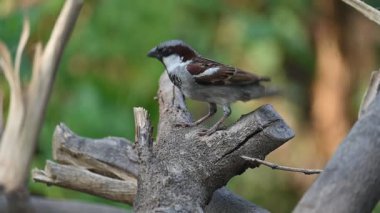Serçe. Diğer adı Passer domesticus ve Indian House serçesi. Bu papağan familyasından bir kuş, dünyanın pek çok yerinde bulunur. Yavaş çekim videosu. 