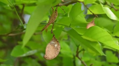 Millettia Pinnata tohumları ağaçta. Fabaceae familyasından bir ağaç türü. Diğer adı Pongamiapinnata, Hint biechandPongame Petrol Ağacı. Petrol tohumlarından çıkarılır. Ayurvedic tıp.