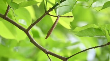 Millettia Pinnata tohumları ağaçta. Fabaceae familyasından bir ağaç türü. Diğer adı Pongamiapinnata, Hint biechandPongame Petrol Ağacı. Petrol tohumlarından çıkarılır. Ayurvedic tıp.