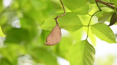 Millettia Pinnata tohumları ağaçta. Fabaceae familyasından bir ağaç türü. Diğer adı Pongamiapinnata, Hint biechandPongame Petrol Ağacı. Petrol tohumlarından çıkarılır. Ayurvedic tıp.