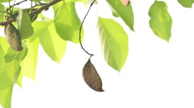 Millettia Pinnata tohumları ağaçta. Fabaceae familyasından bir ağaç türü. Diğer adı Pongamiapinnata, Hint biechandPongame Petrol Ağacı. Petrol tohumlarından çıkarılır. Ayurvedic tıp.