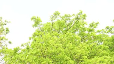 Millettia pinnata ağacı. Fabaceae familyasından bir ağaç türü. Diğer adı Pongamiapinnata, Hint biechandPongame Petrol Ağacı. Petrol tohumlarından çıkarılır. Ayurvedic tıp.