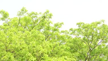 Millettia pinnata ağacı. Fabaceae familyasından bir ağaç türü. Diğer adı Pongamiapinnata, Hint biechandPongame Petrol Ağacı. Petrol tohumlarından çıkarılır. Ayurvedic tıp.