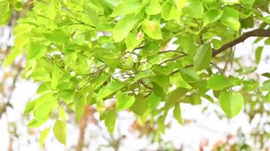 Millettia pinnata ağacı. Fabaceae familyasından bir ağaç türü. Diğer adı Pongamiapinnata, Hint biechandPongame Petrol Ağacı. Petrol tohumlarından çıkarılır. Ayurvedic tıp.