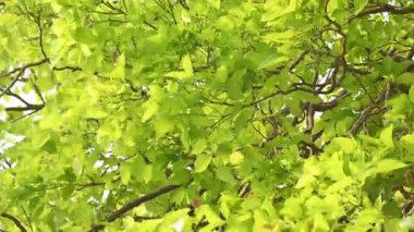 Millettia pinnata ağacı. Fabaceae familyasından bir ağaç türü. Diğer adı Pongamiapinnata, Hint biechandPongame Petrol Ağacı. Petrol tohumlarından çıkarılır. Ayurvedic tıp.