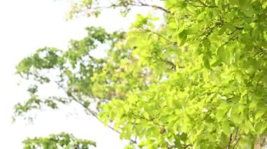 Millettia pinnata ağacı. Fabaceae familyasından bir ağaç türü. Diğer adı Pongamiapinnata, Hint biechandPongame Petrol Ağacı. Petrol tohumlarından çıkarılır. Ayurvedic tıp.