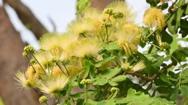 Albizia Lebbeck çiçekleri. Yaygın isimleri Shirisha ağacı, siris, Hint sirisi, Doğu Hindistan cevizi, Broome Raintree, lebbeck, lebbek ağacı, frywood, pire ağacı ve kadın dili..